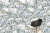 CityMarble Амазония Мультиколор 7ЛПР 60X60 R9